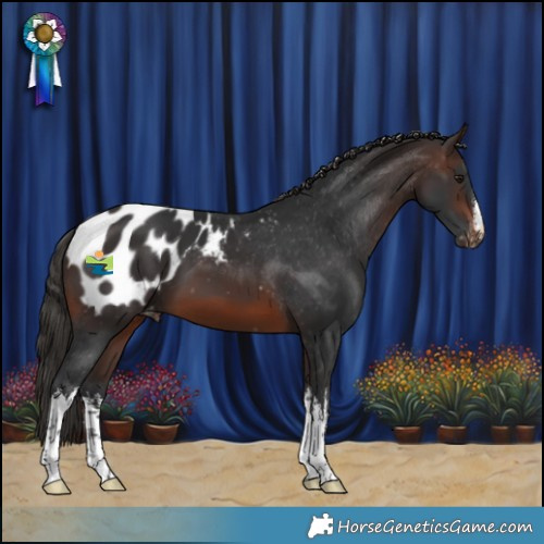 Horse Color:White Spotted Brown Blanket 