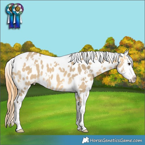 Horse Color:White Spotted Buckskin Dun Appaloosa 