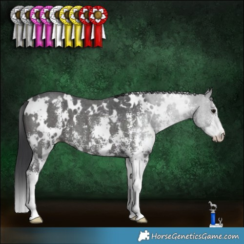 Horse Color:White Spotted Black Sabino 
