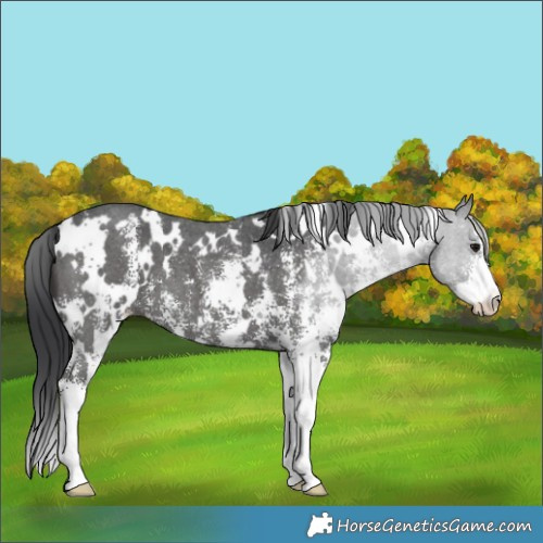 Horse Color:White Spotted Black Sabino 