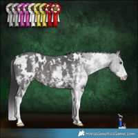 Horse Color:White Spotted Black Sabino 