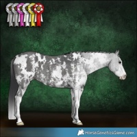 Horse Color:White Spotted Black Sabino