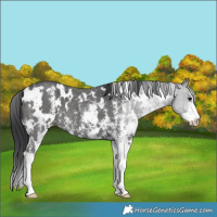 Horse Color:White Spotted Black Sabino