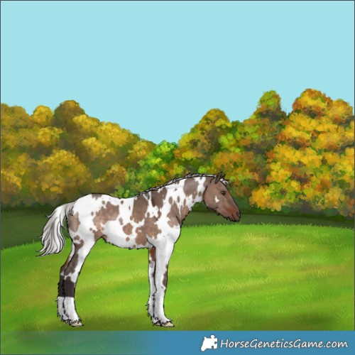 Horse Color:White Spotted Silver Brown Dun Mushroom 
