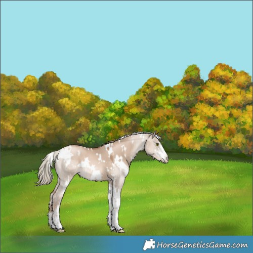 Horse Color:White Spotted Liver Red Dun Pearl Mushroom Sabino 