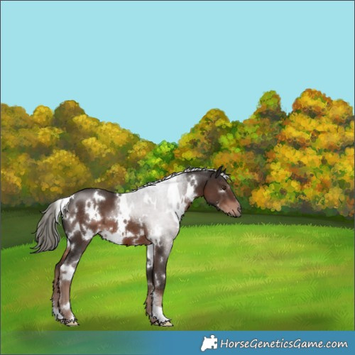 Horse Color:White Spotted Liver Chestnut Mushroom 