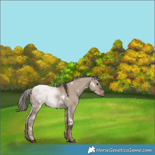 Horse Color:White Spotted Liver Red Dun Mushroom 