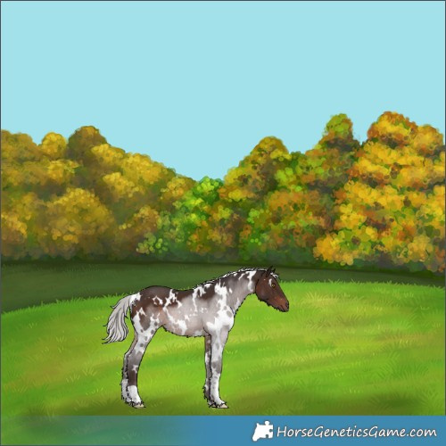 Horse Color:White Spotted Silver Brown Mushroom 