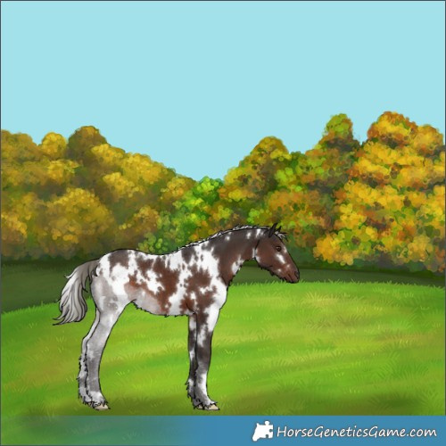 Horse Color:White Spotted Liver Chestnut Mushroom 