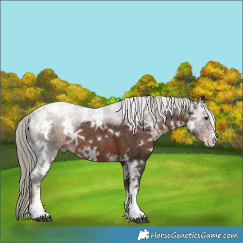 Horse Color:White Spotted Liver Chestnut Ice Mushroom Sabino Rabicano 