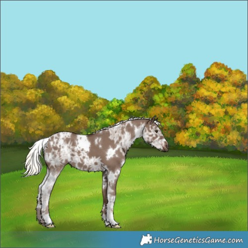 Horse Color:White Spotted Liver Red Dun Ice Mushroom 