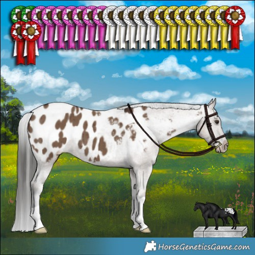 Horse Color:Liver Red Dun Appaloosa Brindle 