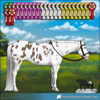 Horse Color:Liver Red Dun Appaloosa Brindle