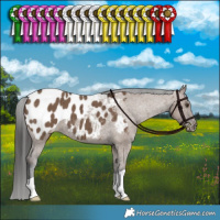 Horse Color:Liver Red Dun Appaloosa Brindle 