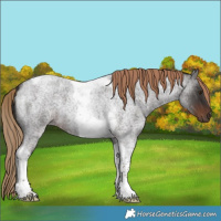 Horse Color:Liver Red Roan Tobiano