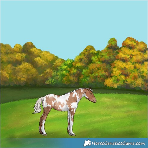 Horse Color:White Spotted Silver Brown Pearl Rabicano 
