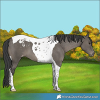 Horse Color:Grullo Tobiano Varnish 