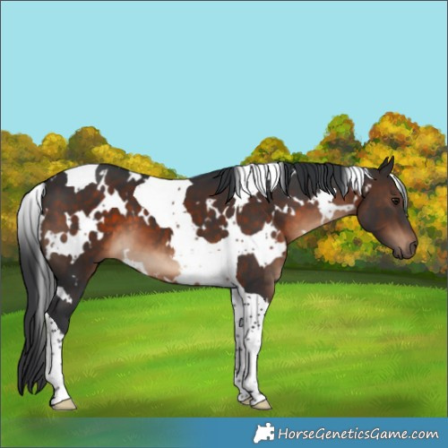 Horse Color:White Spotted Brown Tobiano 