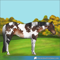 Horse Color:White Spotted Brown Tobiano 