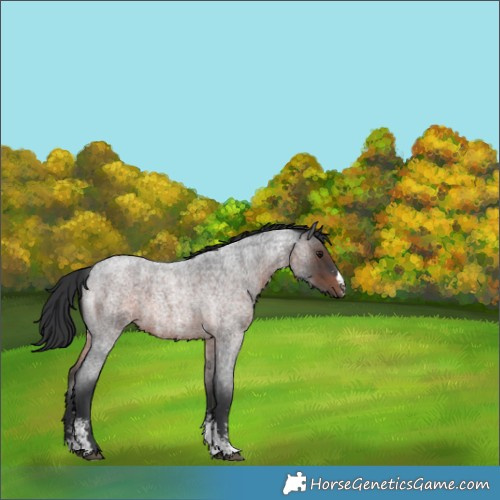 Horse Color:Brown Roan Sabino 
