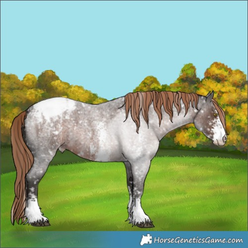 Horse Color:Liver Red Roan Sabino Appaloosa 