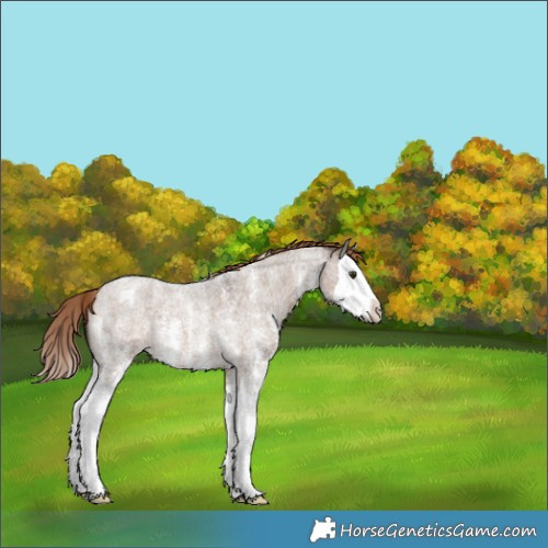 Horse Color:Liver Red Dun Roan Sabino Splash Appaloosa 