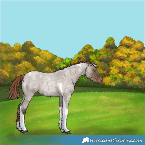 Horse Color:Liver Red Dun Roan Tobiano Appaloosa Rabicano 