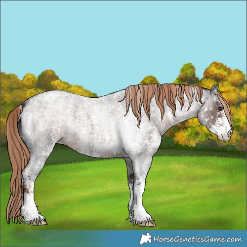 Horse Color:Liver Red Roan Sabino Appaloosa 