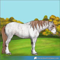 Horse Color:Liver Red Roan Sabino Snowflake Varnish