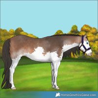 Horse Color:Bay Splash