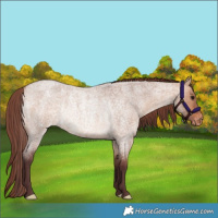Horse Color:Chocolate Bay Roan Dun Blanket Rabicano 