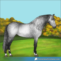 Horse Color:Gray Black