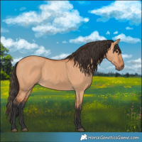 Horse Color:Bay Dun 
