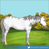 Horse Color:White Spotted Black Splash Frame Appaloosa Rabicano 
