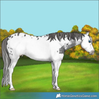 Horse Color:White Spotted Black Splash Frame Appaloosa Rabicano 