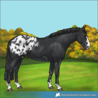 Horse Color:Black Blanket 