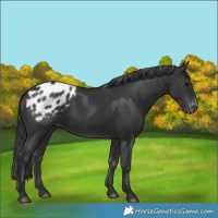 Horse Color:Black Appaloosa 