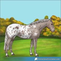 Horse Color:Silver Black Appaloosa 