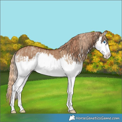 Horse Color:Red Dun Splash and Red Dun Splash