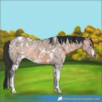 Horse Color:White Spotted Brown Ice Dun Tobiano Rabicano 