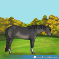 Horse Color:White Spotted Black Tobiano Rabicano 