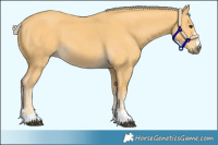 Horse Color:Palomino 