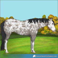 Horse Color:White Spotted Grullo Ice 