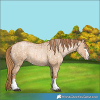 Horse Color:Red Dun Pearl Appaloosa Rabicano Brindle