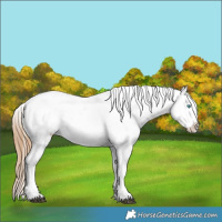 Horse Color:Red Dun Pearl Appaloosa Rabicano Brindle 
