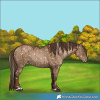 Horse Color:Gray Grullo Pearl Appaloosa Rabicano Brindle 