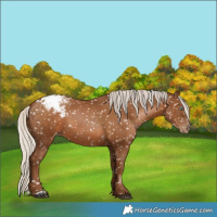Horse Color:Gray Silver Black Pearl Appaloosa 