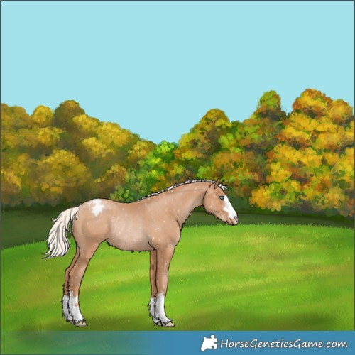 Horse Color:Silver Black Pearl Snowflake Varnish Rabicano 
