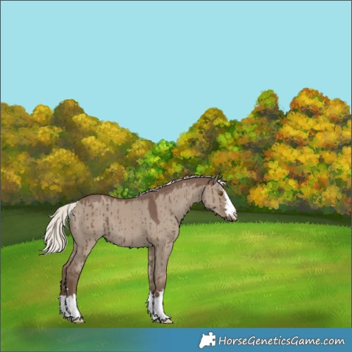 Horse Color:Silver Grullo Appaloosa Brindle 