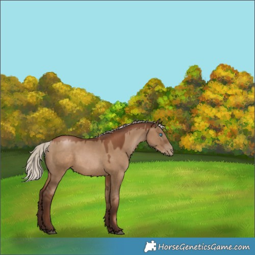 Horse Color:Gray Silver Grullo Pearl Rabicano 